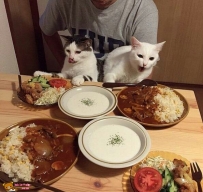 與貓咪共進晚餐是什麼情景?