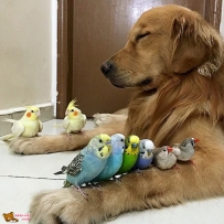 狗狗與鳥, 跨別物種的愛